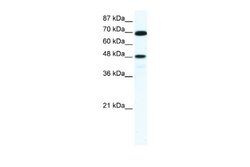 ZNF446 Rabbit anti-Human, Polyclonal, Novus Biologicals 0.1 mL | Buy Online | Novus Biologicals | Fisher Scientific